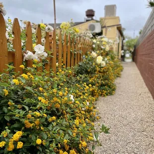 Pathway to back garden