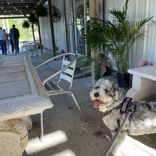 Pet-friendly patio