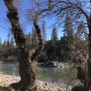 Treebeard... is that you?!?