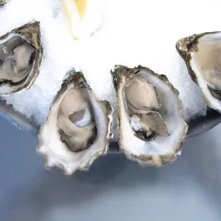 Oysters