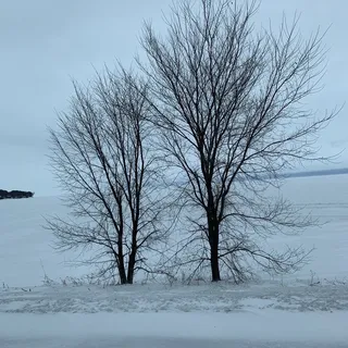 S C.