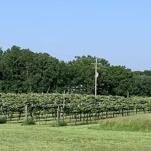 a row of vines in a field