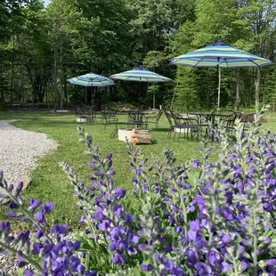 Springtime at Crooked Tongue LLC