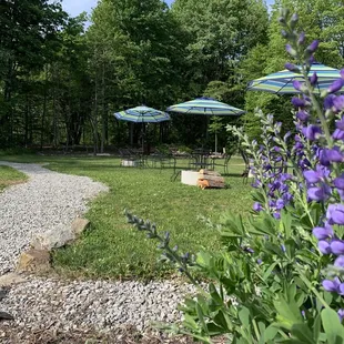 Backyard at Crooked Tongue