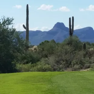 Sonoran Desert golf at Crooked Tree.