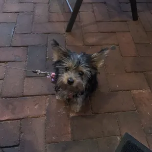 Puppy on the porch!