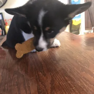 Treats for this sweet puppy at the clinic.
