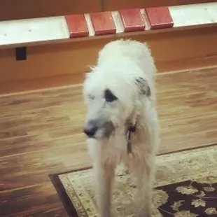 a dog standing on a rug