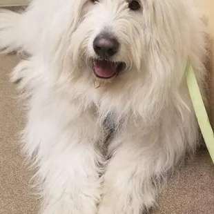 @EnzotheYeti at Crossroads