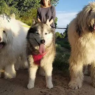from left to right, my dogs are 145 lbs, 70 lbs, 150 lbs