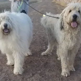 EnzotheYeti &amp; brother Leo