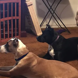 Raleigh and Victoria