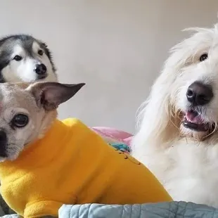 Queen Stella who passed away recently but had great vet care in California and at Crossroads throughout her almost 19 years