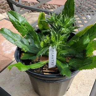 Had to get this lonely culantro plant