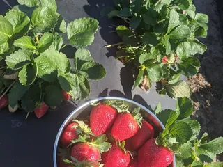 Spivey Farms Sales & Cooling