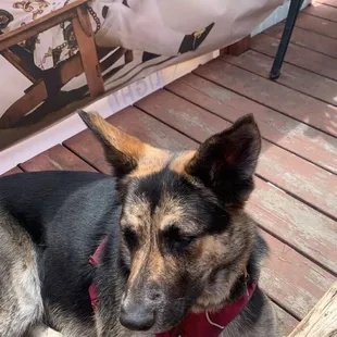Dog friendly patio