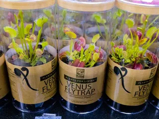 Ava's Downtown Market