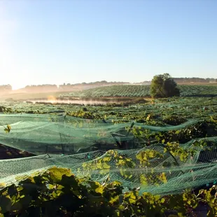 A view of the Box Elder Vineyard.