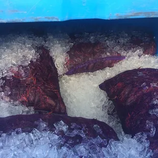 a group of fish in ice