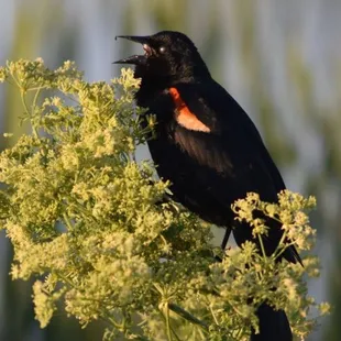 red winged black bird