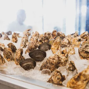 Our crudo bar packed daily with fresh oysters, clams, and sea urchin.