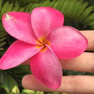 The Islands call me!