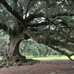 Audubon Park Tree of Life