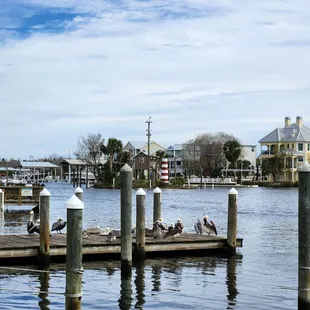 a group of pelicans on a dock