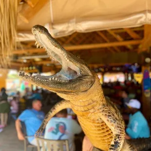 a crocodile with its mouth open