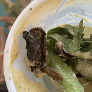 Got these black brown leaves