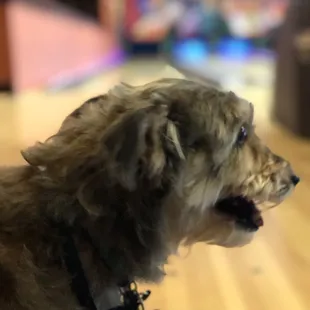 Bowling was dog friendly