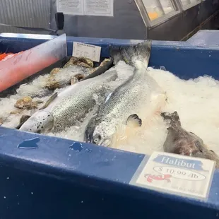 Fresh Fish