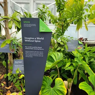 Plant spices