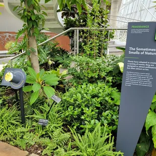 Plant smells