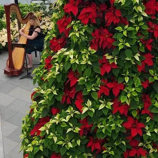 seasonal floral arrangement, and live entertainment from harpist was so magical