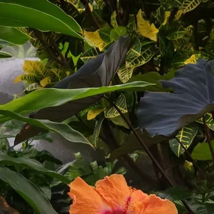 hibiscus