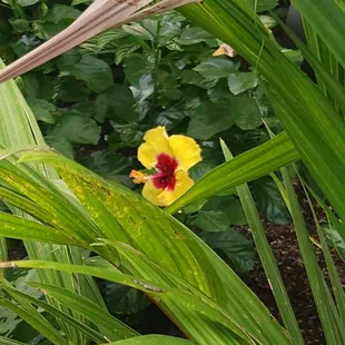 a hibiscus