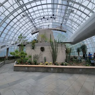 Cactus garden