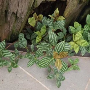 love the pattern here