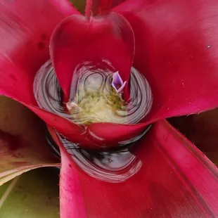 flower in a flower whaaaat?