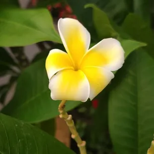 plumeria tree is so beautiful