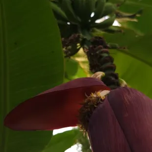 this is bananas