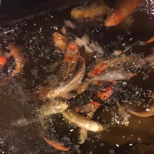 a lot of fish swimming in a pond