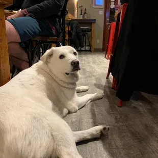 Dog friendly brewery!