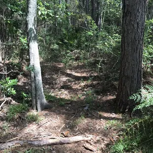More wood trails