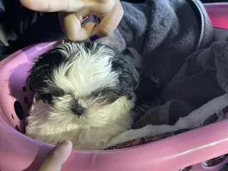 Sandee's Water & Ice