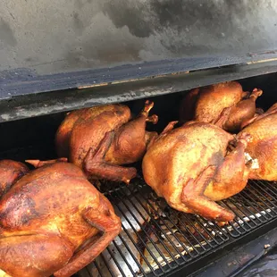 Thanksgiving Turkeys