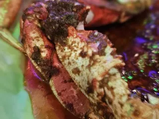 Crawlin’ Crab