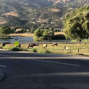 Cub Lake, and several elk that reside in our community--and swim in the lake.