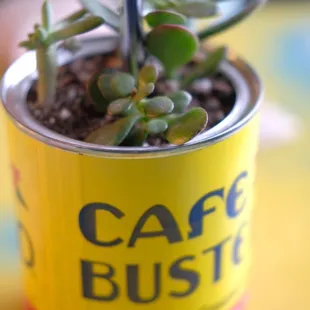 a plant in a can